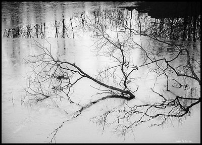 Fallen in ice