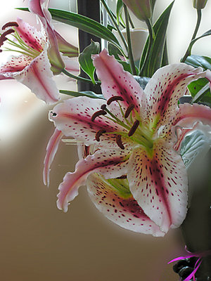Peggy's Flowers