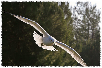 Full Frame Gull