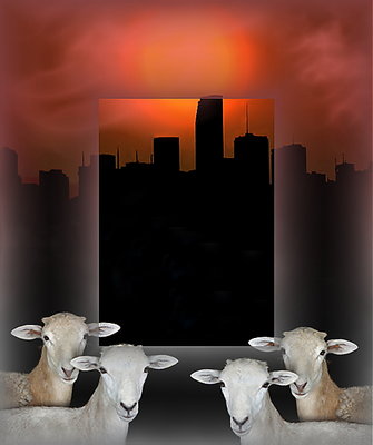 City Lambs