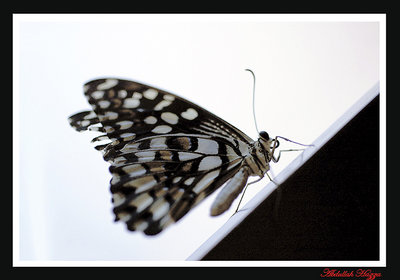 visitor  butterfly