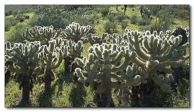 Cholla Cactus