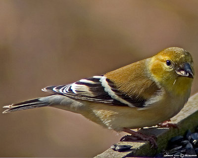 American Goldfinch