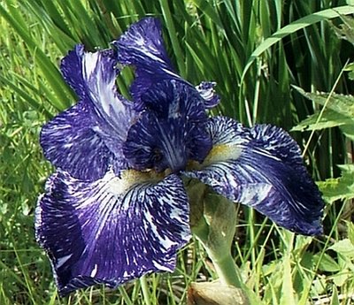 Blue  White Iris