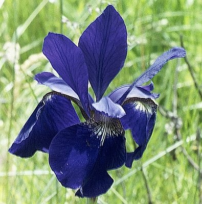 Large Blue Flag