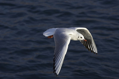 Seagull