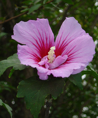 Hibiscus