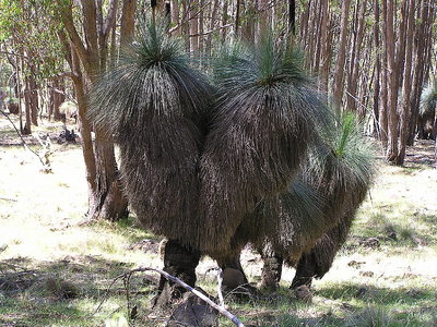 Grasstree Family