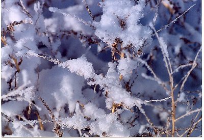 Snow on branches