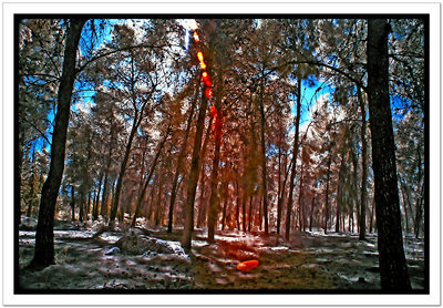 Lighting in the woods IR