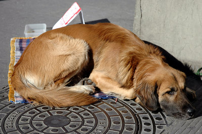 beggar dog