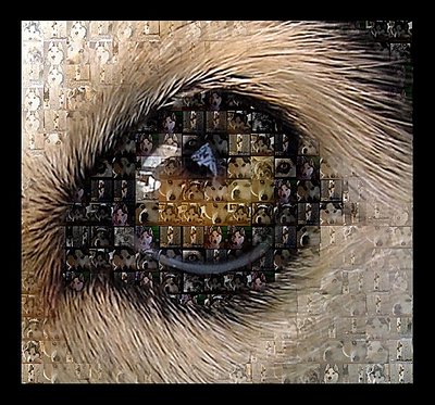 Dog eye mosaic