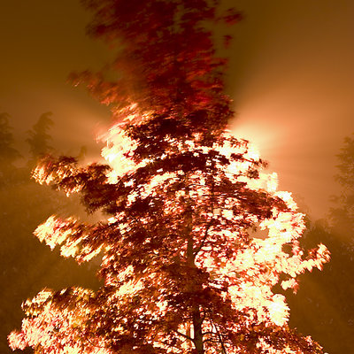 LDS parking lot tree