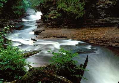 Forrest Fall