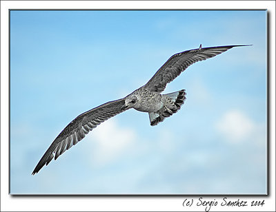 Seagull II