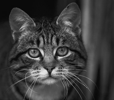 Cat Portrait In B&W