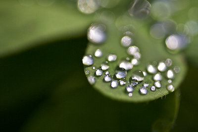 Dewdrops #2