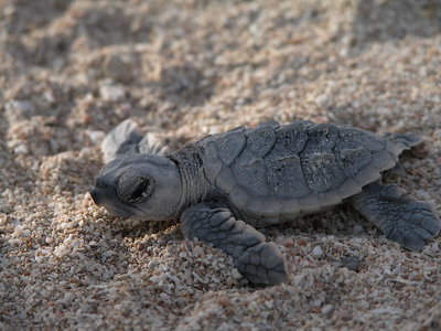 New Born Turtles