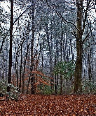 Frosty Canopy