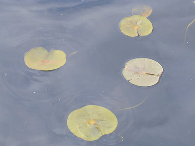 Lilly Pad