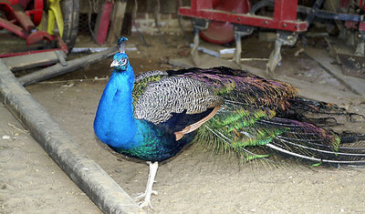 Wild Peacock