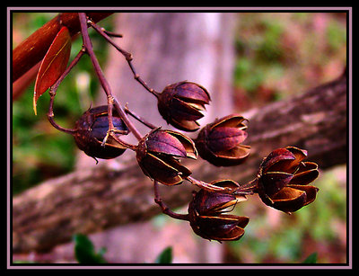 Winter Sextet