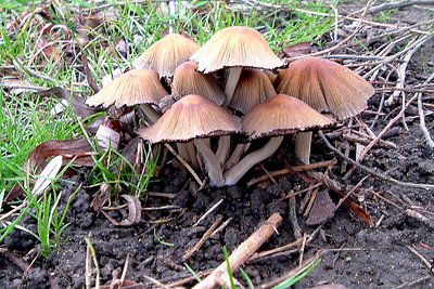 Toadstools in the Park2