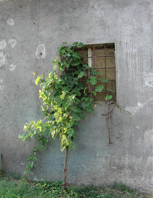 vine set against a window 