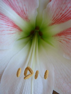 Stamens