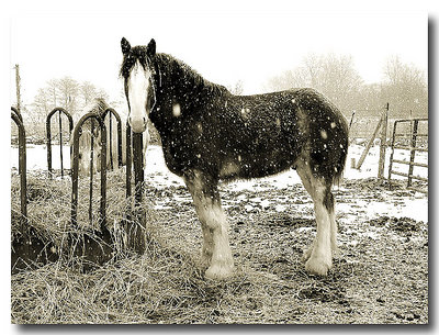Snowy Horse