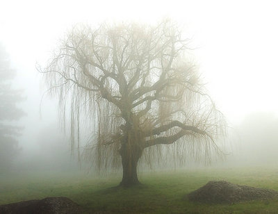 Willow in Fog