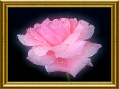 Pink Rose