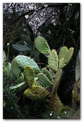 Cactus and petals