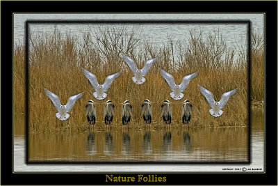 Nature Follies