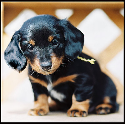 Winnie (Dachshund Puppy)