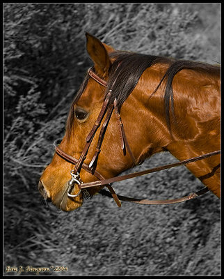 Horse @ Borges Ranch
