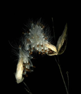 MIlkWeed Seed Pod 3