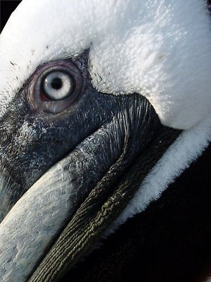 Pelican: Up Close & Personal