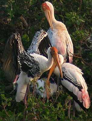 painted storks