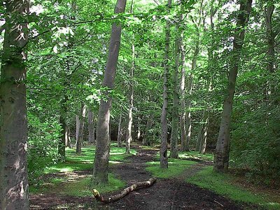 epping forest