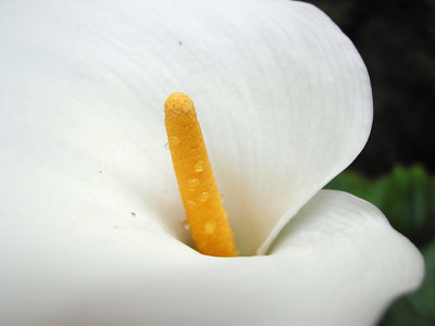 arum lily