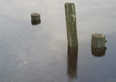 Tree in water