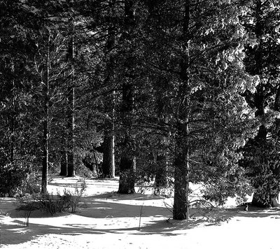 Pines in Winter