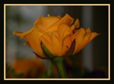 Yellow Rose