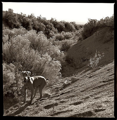 Dog in NM