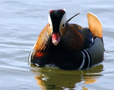 Mandarin Duck (male)