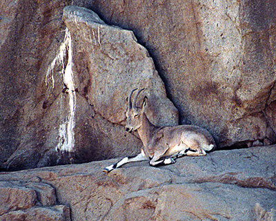 Mountain Goat I