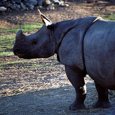 Indian Rhino III