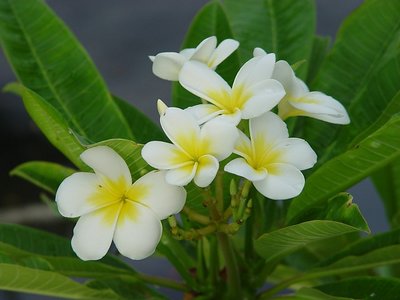 White flower