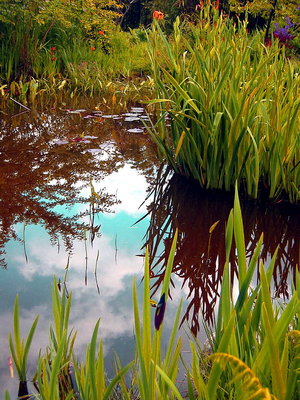 pond and clouds